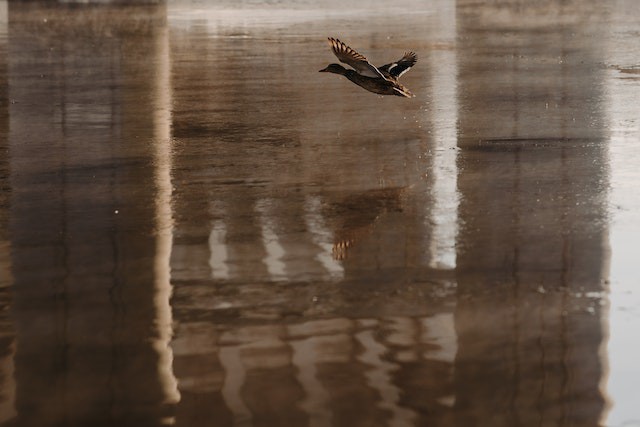 pexels-pavel-danilyuk-6716254