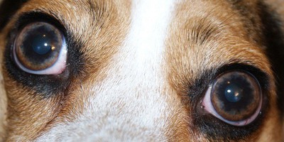 dogs color vision dogs color vision